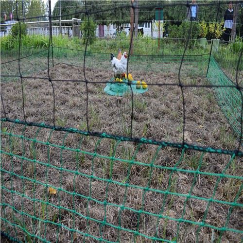 Hen Net Rau Dov Hauv 12m