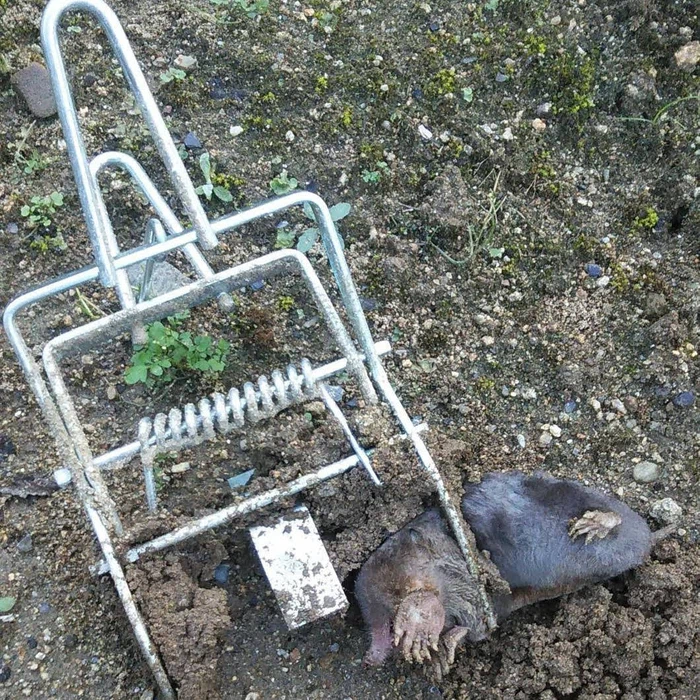 mole trap mole trap